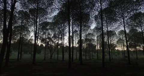Walking through the forest, Dolly Shot Stock Footage 62319543