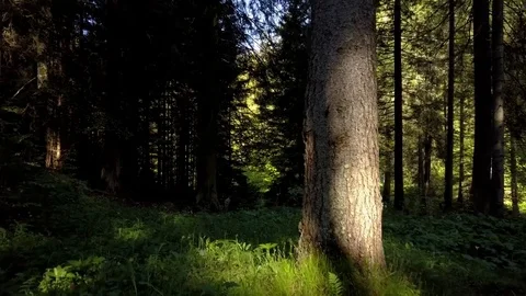 Walking through a forest during the first hours of the morning Stock Footage 77061403