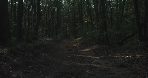 Walking through a forest during sunset with the sun shining on the road Stock Footage 230636792