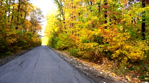 Walking through the forest in the fall Stock Footage 169385460