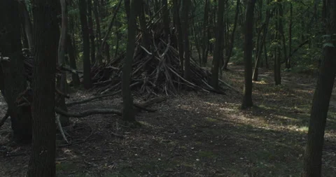 Walking through a forest in fall with a lot of branches Video stock 230614824