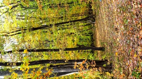 Walking through the forest in the fall, vertical video Stock Footage 220030842