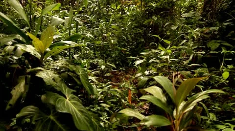 Walking Through Forest Floor, Tijuca Brazil HD Video Stock Footage 22148728