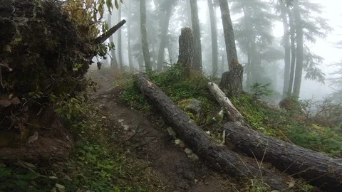 Walking Through Forest In The Fog Video stock 119323794