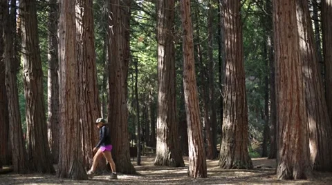 Walking through the forest Stock Footage 50805582