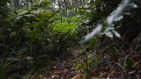 Walking through forest Video stock 53084277