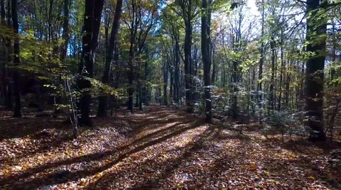 Walking through the forest Stock Footage 56377804