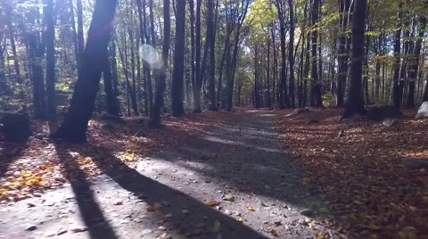 Walking through the forest Vídeo Stock 56377947