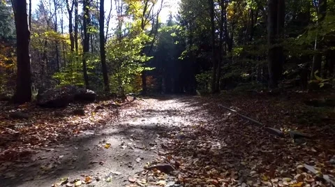 Walking through the forest Stock Footage 56377994