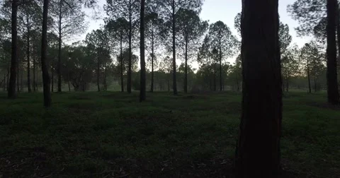 Walking through the forest Stockbeeldmateriaal 62318080