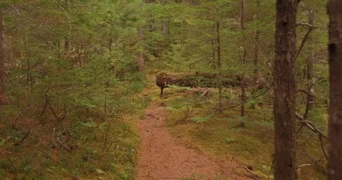 Walking through a forest Stock Footage 87437152