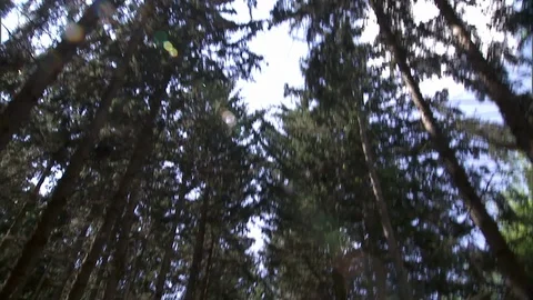 Walking Through Forest Stock Footage 88387060
