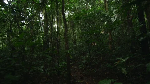 Walking through forest Stock Footage 122426797