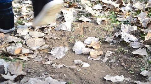 Walking through the forest Stock Footage 162024445