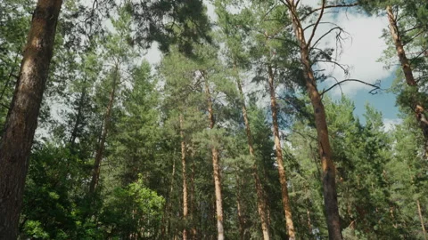 Walking through the forest Stock Footage 185612682