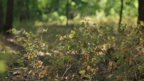 Walking through the forest Stock Footage 185612873