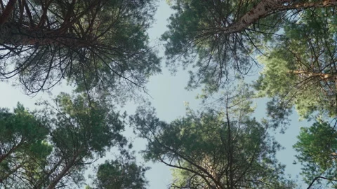 Walking through the forest Stock Footage 185613039