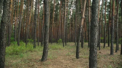 Walking through the forest Stock Footage 185613787