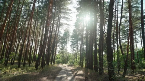Walking through the forest Stock Footage 185615478