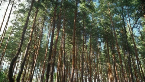 Walking through the forest Stock Footage 185616475