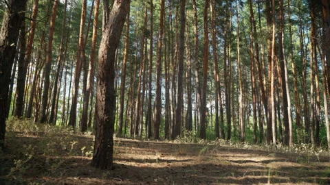 Walking through the forest Stock Footage 185616502