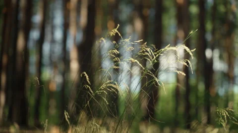 Walking through the forest Stock Footage 185616697
