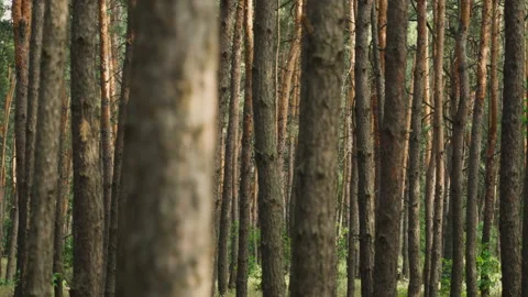 Walking through the forest Stock Footage 185626173