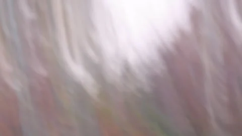 Walking through the forest Stock Footage 256648642