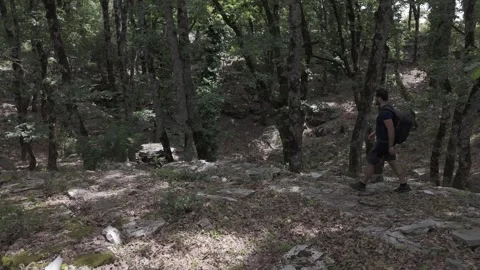 Walking through a forest Stock Footage 288729031