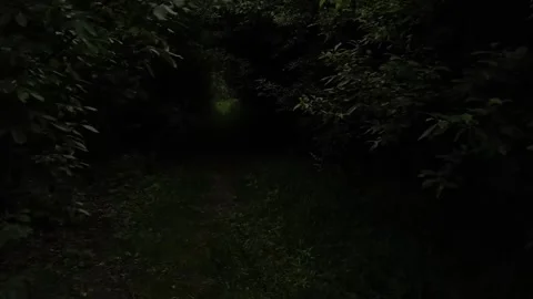 Walking through the forest Stock Footage 316946627