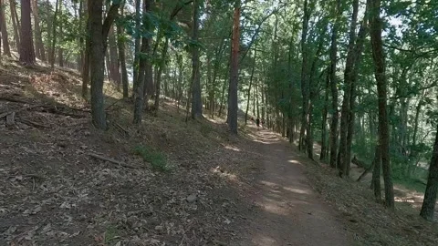 Walking through the forest Stock Footage 319248579