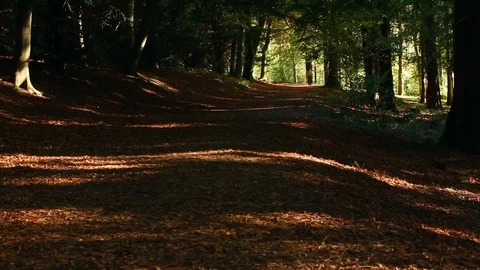 Walking through a forest on a footpath full of flying leaves captured Video stock 104196441