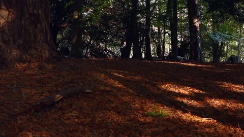 Walking through a forest on a footpath full of flying leaves captured Stock-Footage 104197027