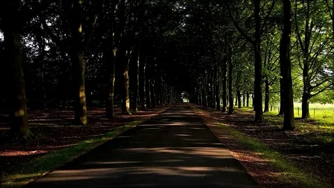 Walking through a forest with green leaves and sun shining through the foliage. Stock Footage 127559649