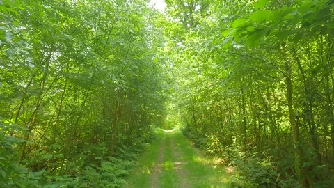 Walking through a forest on a hiking trail. Stock Footage 244585455