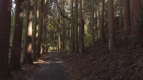 Walking through the forest japanese pine trees during the day, autumn fores.. Video stock 228857051