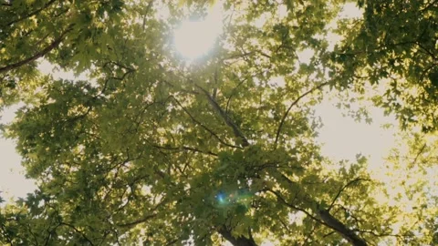Walking through the forest with large green trees. Stock Footage 219614984