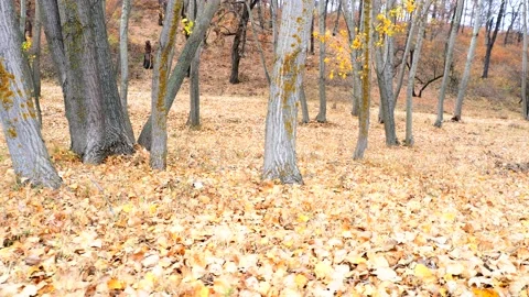 Walking through the forest in late autumn Video stock 221315860
