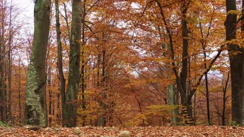 Walking through the forest in late autumn Stock Footage 292376390