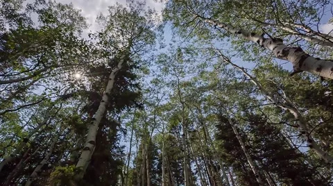 Walking through forest looking up aspen and pine trees Stock Footage 40100787