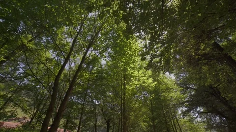 Walking through a forest looking at sun rays through green trees Stock Footage 337036183