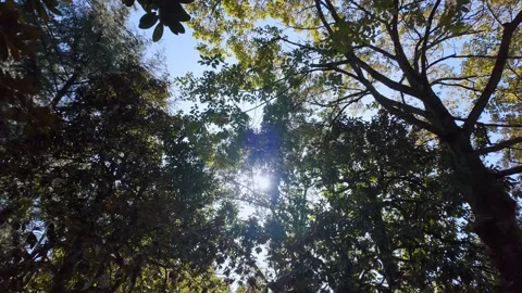Walking through a forest looking up at sunlit trees Stock-Footage 335207103