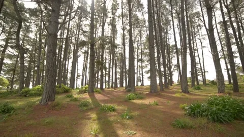 Walking Through Forest in the Morning on a Windy Day.Nature Concept Stock Footage 194017217