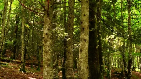Walking through the forest. Nature background Stock Footage 80675677