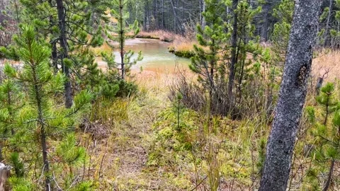 Walking Through Forest To Nature River Video stock 225562738