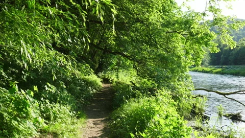 Walking Through Forest Next to River Stock Footage 162078802
