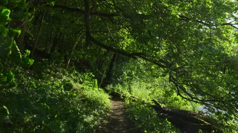 Walking Through Forest next to River Stock Footage 162079885