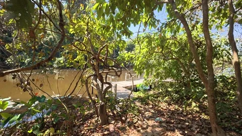 Walking through the forest next to a river Stock Footage 330589614