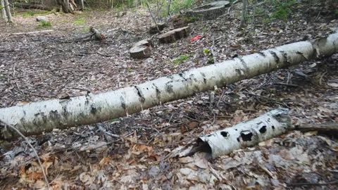 Walking Through Forest Over Fallen Tree And Debris Under Forest Shaded Light Video stock 200930122
