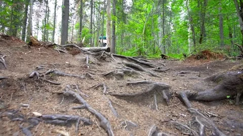 Walking through the forest with an overview of the land with tree roots Video stock 162653877